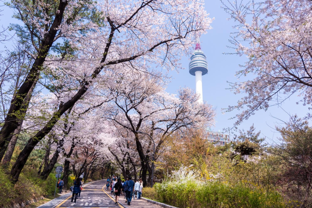 Du Lịch Hàn Quốc: Seoul - Đảo Nami - Lễ Hội Hoa Anh Đào Yeouido - Everland