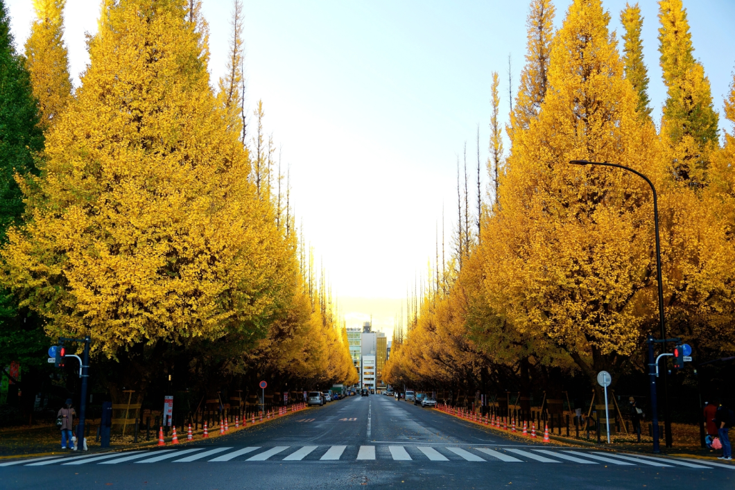 Du Lịch Nhật Bản (Mùa Thu): Tokyo - Phú Sĩ - Nagoya - Kyoto - Nara - Osaka