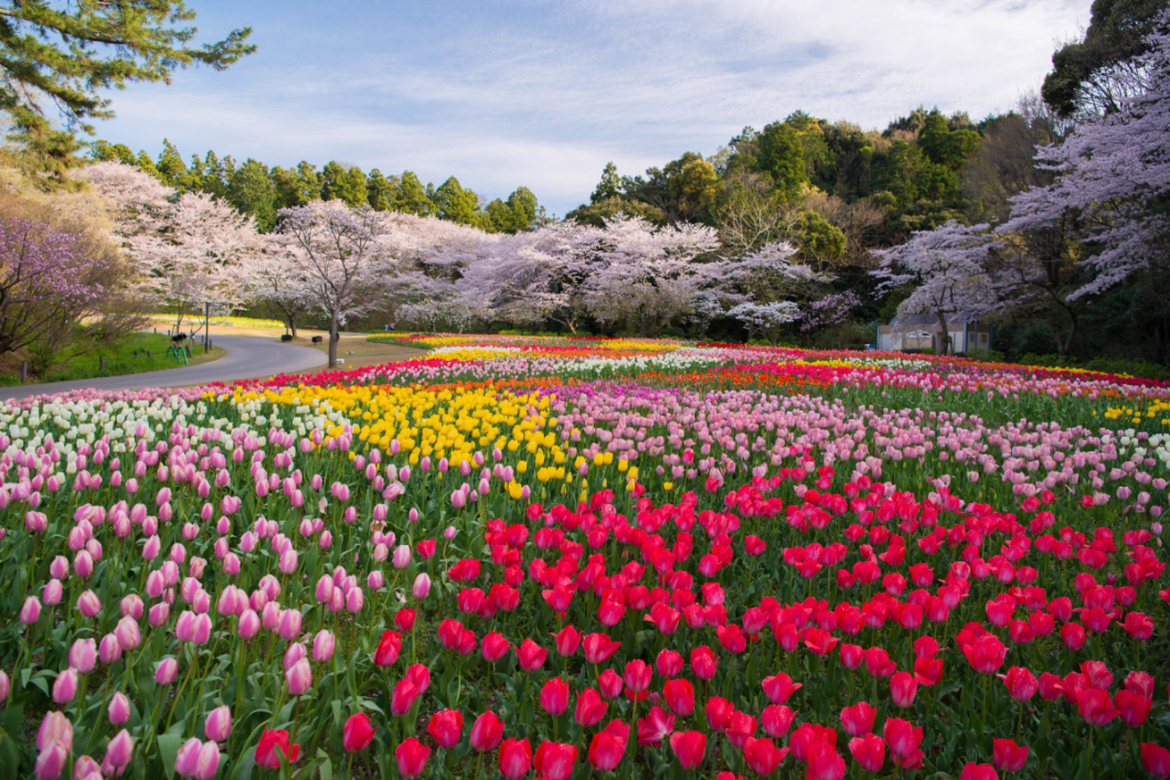 Du Lịch Nhật Bản (Mùa Hoa Anh Đào): Tokyo - Phú Sĩ - Hamamatsu - Toyohashi  Kyoto - Osaka