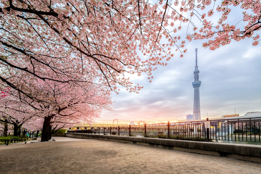 Du Lịch Nhật Bản (Mùa Hoa Anh Đào): Tokyo - Phú Sĩ - Hamamatsu - Toyohashi  Kyoto - Osaka