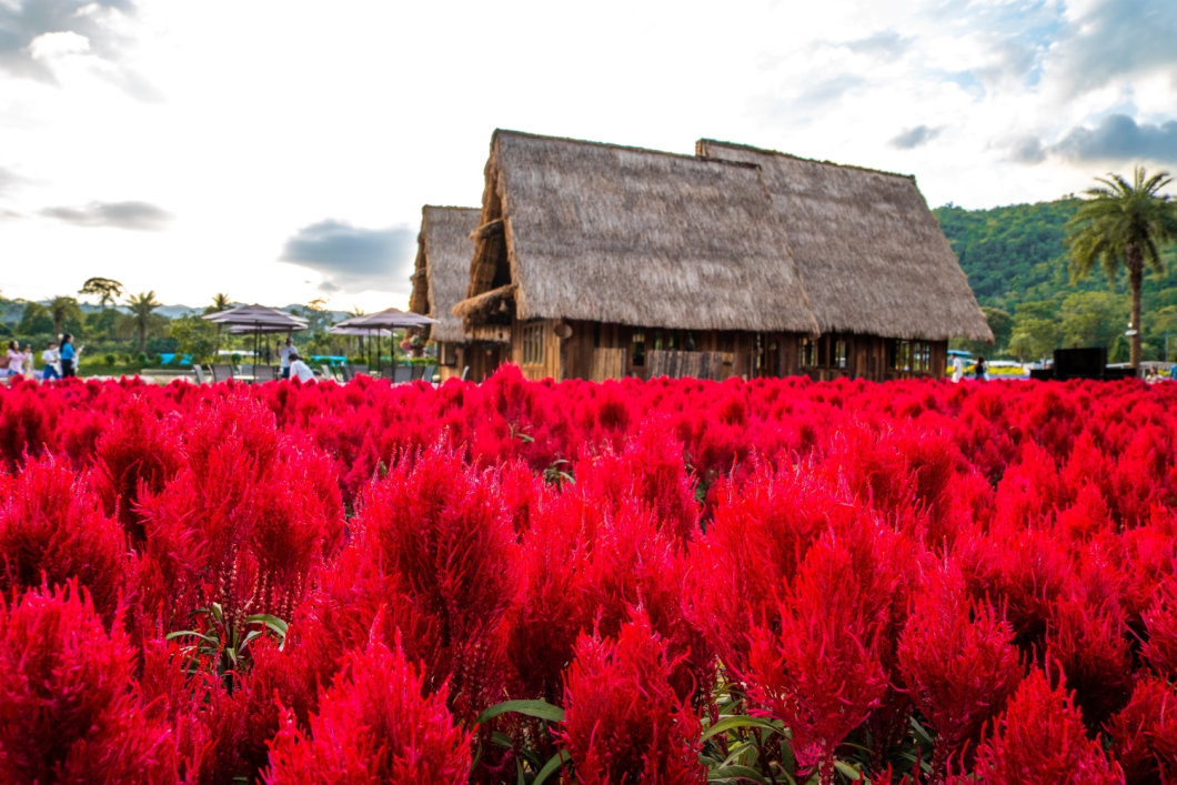 Du Lịch Thái Lan: Khao Yai - Bangkok - Coral - Pattaya