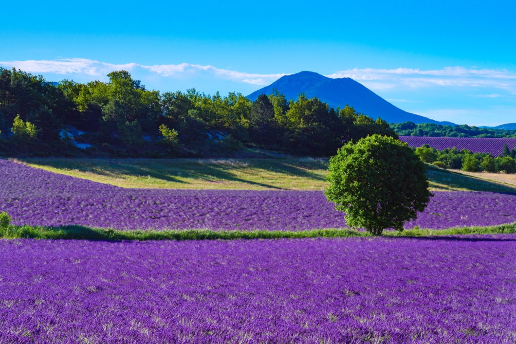 Du Lịch Nam Âu (Mùa Hoa Lavender): Miền Nam Nước Pháp - Công Quốc Monaco - Tây Ban Nha - Bồ Đào Nha