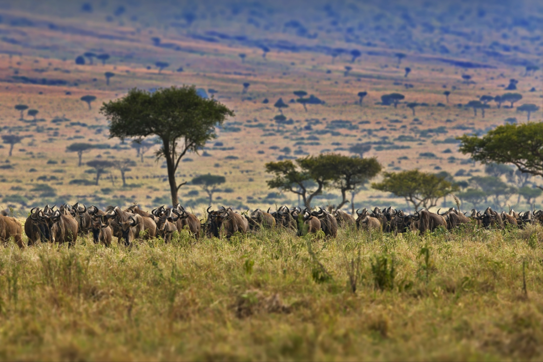 Du Lịch Châu Phi: Khám Phá Đông Phi Kỳ Thú Kenya - Tanzania