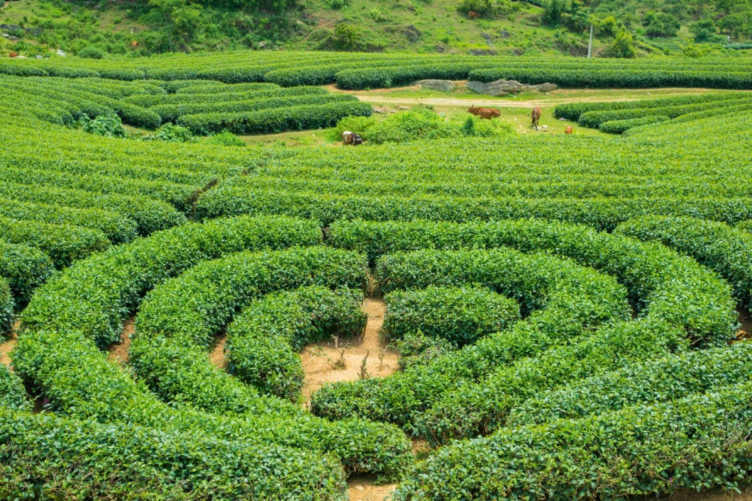 Du Lịch Hà Nội - Mộc Châu - Điện Biên - Sapa