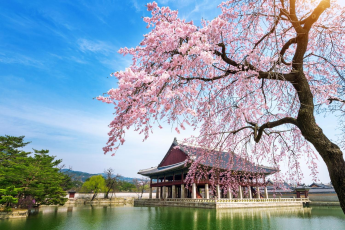 Du Lịch Hàn Quốc: Seoul - Đảo Nami - Lễ Hội Hoa Anh Đào Yeouido - Everland