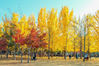 Du Lịch Hàn Quốc (Mùa Thu): Seoul - Nami - Everland - Morning Calm - Tháp Namsan