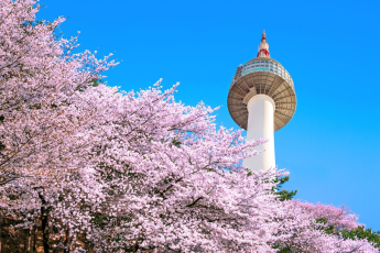 Du Lịch Hàn Quốc: Seoul - Đảo Nami - Lễ Hội Hoa Anh Đào Yeouido - Everland