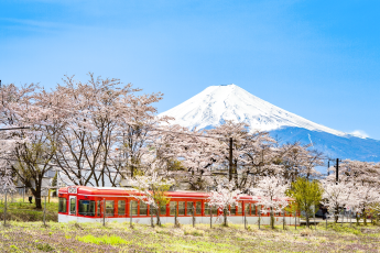 Du Lịch Nhật Bản (Mùa Hoa Anh Đào): Tokyo - Phú Sĩ - Hamamatsu - Toyohashi  Kyoto - Osaka