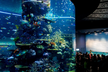 Du Lịch Malaysia - Singapore: Hải Trình Du Ngoạn Du Thuyền Star Voyager