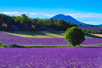 Du Lịch Nam Âu (Mùa Hoa Lavender): Miền Nam Nước Pháp - Công Quốc Monaco - Tây Ban Nha - Bồ Đào Nha