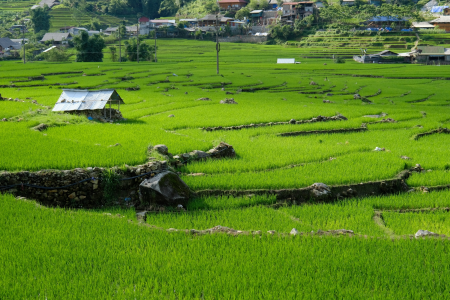 Sapa