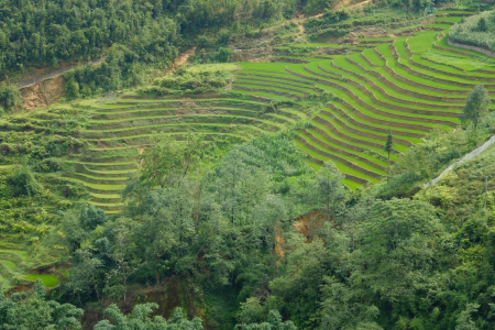 Sapa