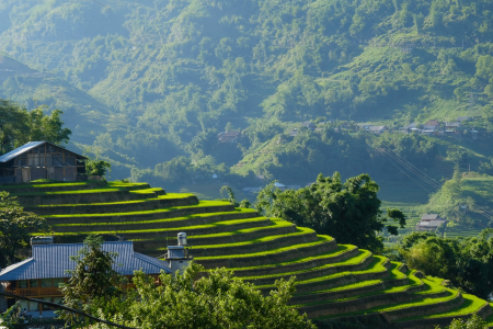 Sapa