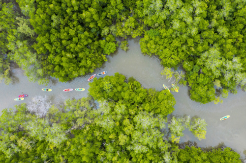 Trải nghiệm chèo Sup xuyên rừng ngập mặn Cần Giờ cùng BenThanh Tourist