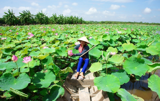 Du lịch Đồng Tháp - Trải nghiệm khám phá xứ sen hồng