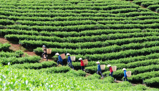 Khám phá Bảo Lộc thưởng trà trên cao nguyên xanh