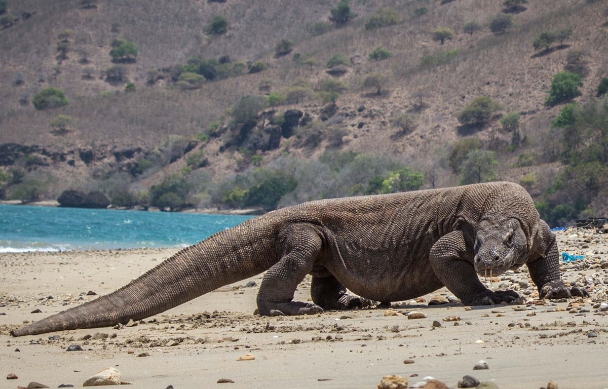 rồng komodo rồng komodo