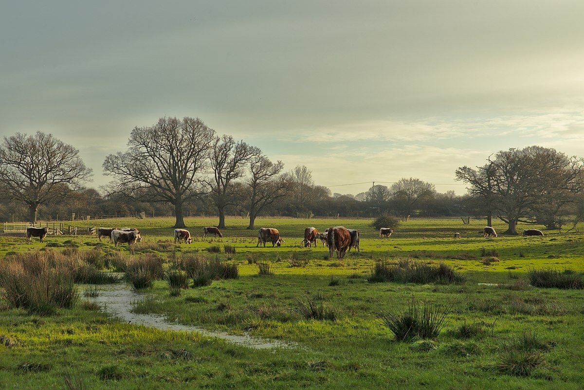 Knepp Safaris