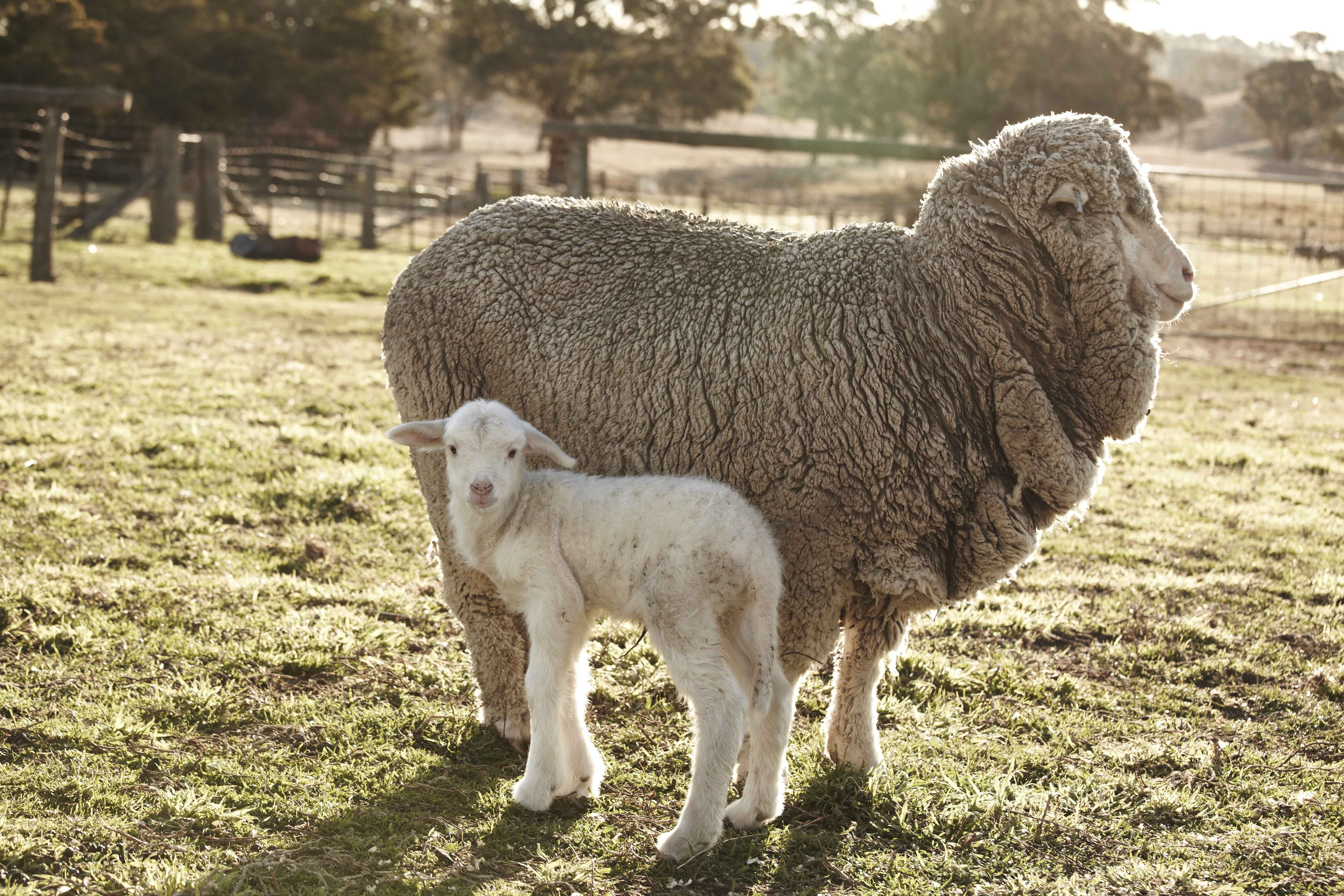 lông cừu merino lông cừu merino