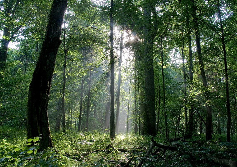 rừng Bialowieza